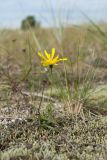 Hieracium разновидность dunale