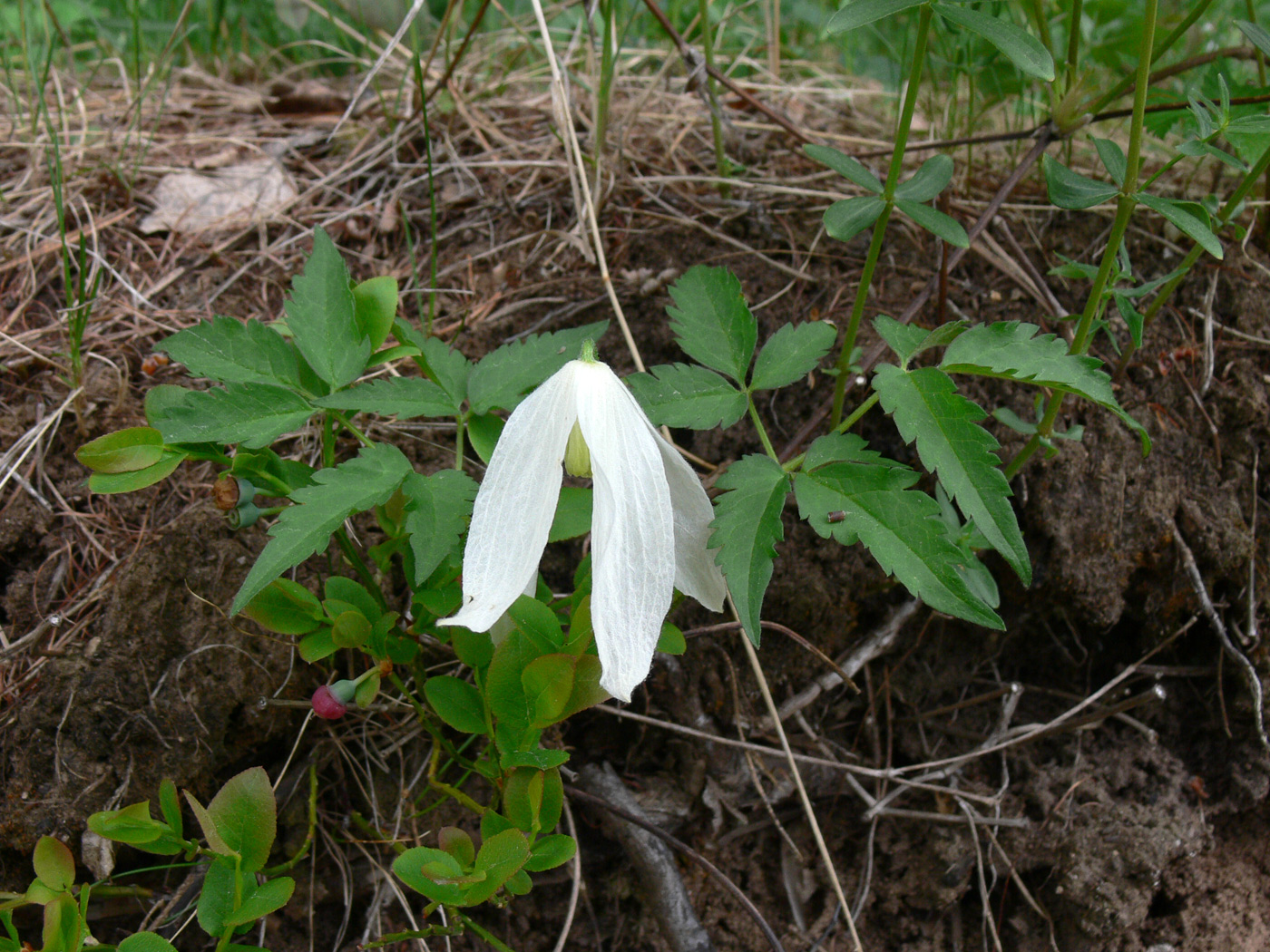 Изображение особи Atragene sibirica.