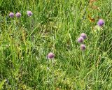 Allium schoenoprasum