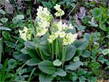 Primula elatior