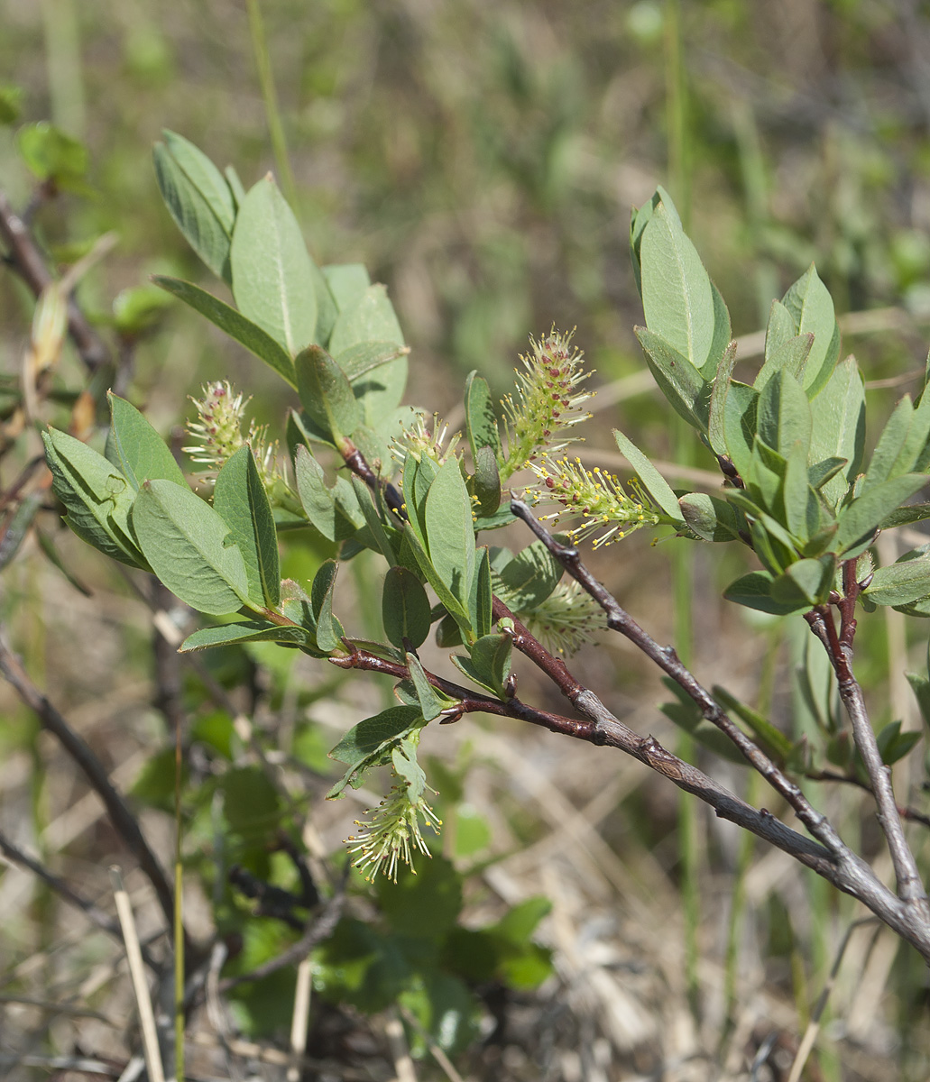 Изображение особи Salix myrtilloides.