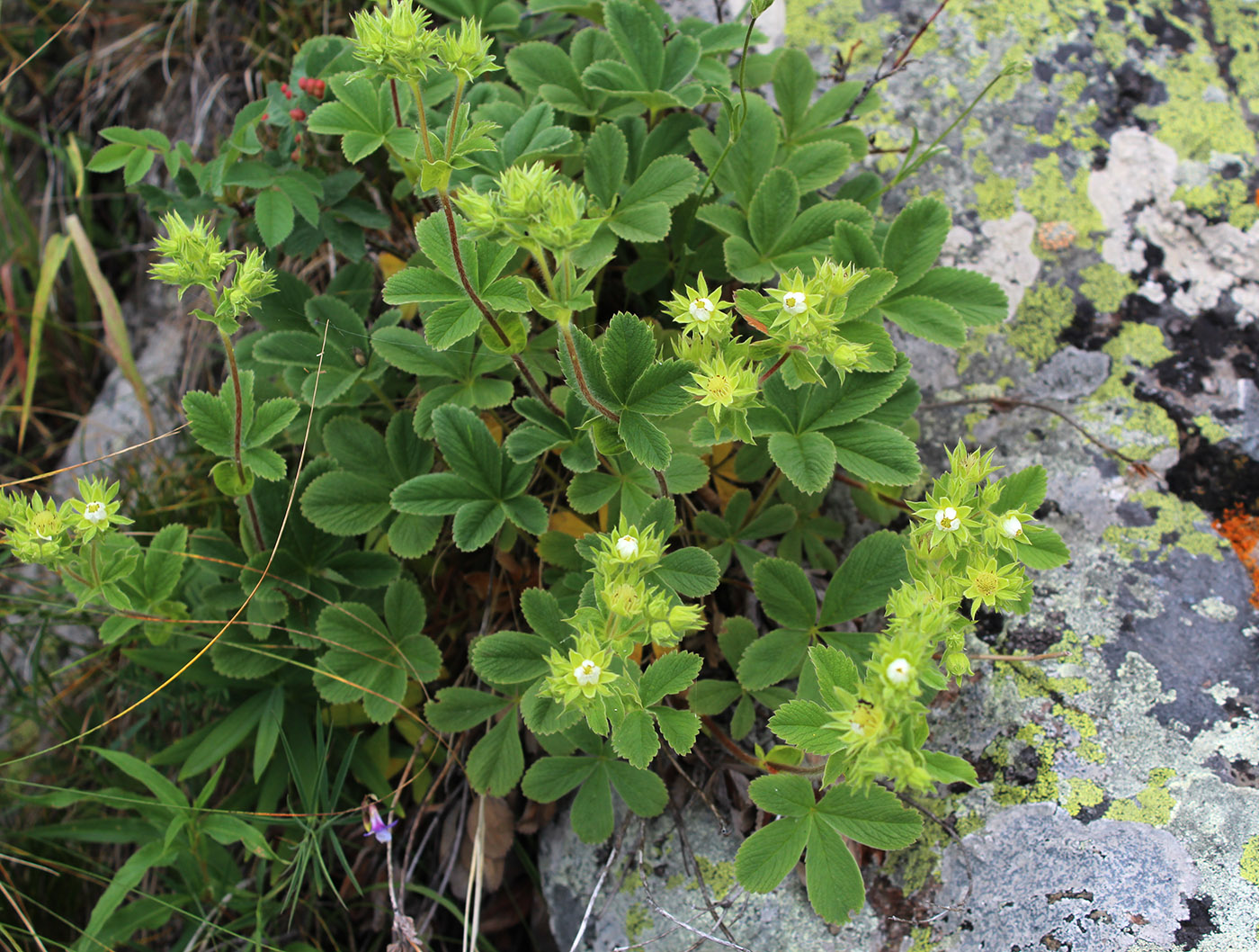 Изображение особи Potentilla brachypetala.