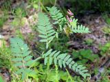 Vicia cassubica. Верхушка отцветающего растения с завязями и сидящей на листе личинкой клопа. Беларусь, г. Минск, мкр-н Сосны, обочина дороги рядом с участком хвойного леса. 22.07.2017.