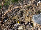 Tussilago farfara