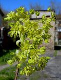 Acer platanoides. Соцветие. Чувашия, г. Шумерля. 24 апреля 2008 г.