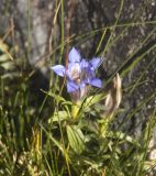 Gentiana septemfida. Верхушка цветущего растения. Кабардино-Балкария, Зольский р-н, северный склон Эльбруса, долина Карачаул. 18.08.2009.