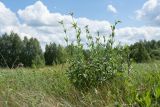 Melandrium album. Расцветающее растение (справа - побеги Artemisia vulgaris). Псковская обл., Опочецкий р-н, 393 км шоссе М20, суходольный луг на старой залежи. 26.06.2018.