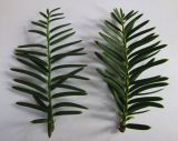 Taxus cuspidata