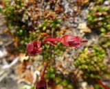 Diapensia obovata