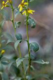 Solidago virgaurea. Средние части генеративных побегов. Ростовская обл., Усть-Донецкий р-н, Нижне-Кундрюченский заказник, окр. станицы Нижнекундрюченская, песчаный массив, опушка соснового леса. 06.10.2018.