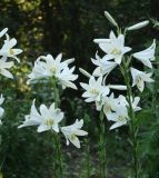 Lilium candidum