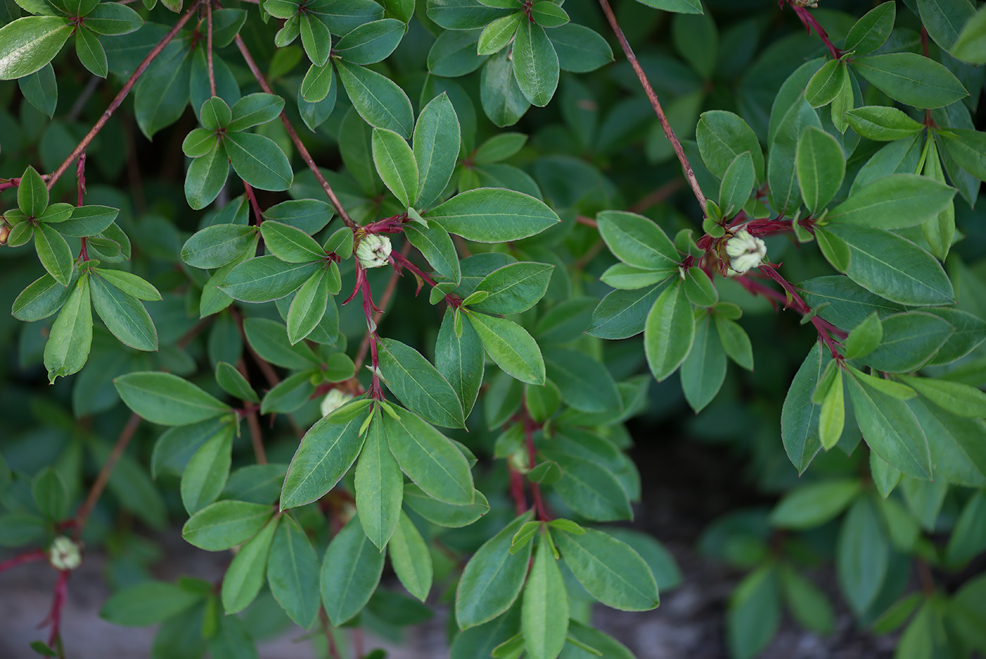 Изображение особи род Rhododendron.