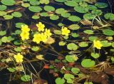 Nymphoides peltata. Цветущие растения. Приморский край, Владивостокский ГО, о. Русский, полуостров Житкова, территория Океанариума, водоем. 25.08.2019.