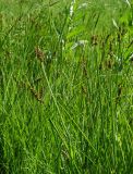 Carex curaica