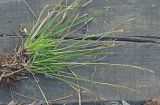 Carex rhizina