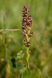 Anacamptis coriophora