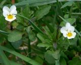 Viola arvensis