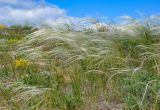 род Stipa. Цветущие растения. Крым, Караларский природный парк, долина р. Сююрташ, степной склон. 09.05.2021.