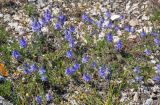 Veronica capsellicarpa