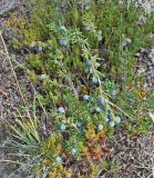 Berberis empetrifolia