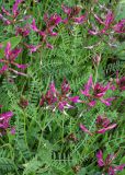 Astragalus lunatus