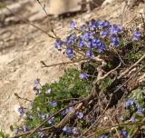 Veronica umbrosa