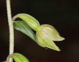 Epipactis leptochila