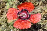 Papaver pavoninum. Недавно раскрывшийся цветок (вид со стороны цветоножки). Узбекистан, г. Ташкент, Актепа Юнусабадская. 29.05.2022.