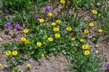 Ranunculus songaricus