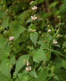 Phlomoides maximowiczii