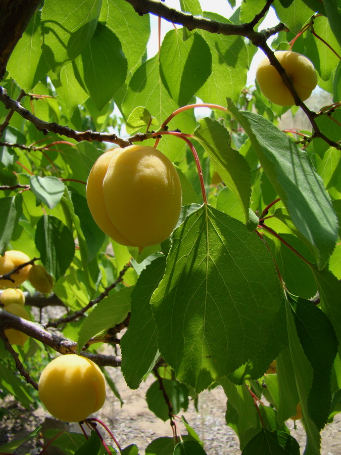 Изображение особи Armeniaca vulgaris.