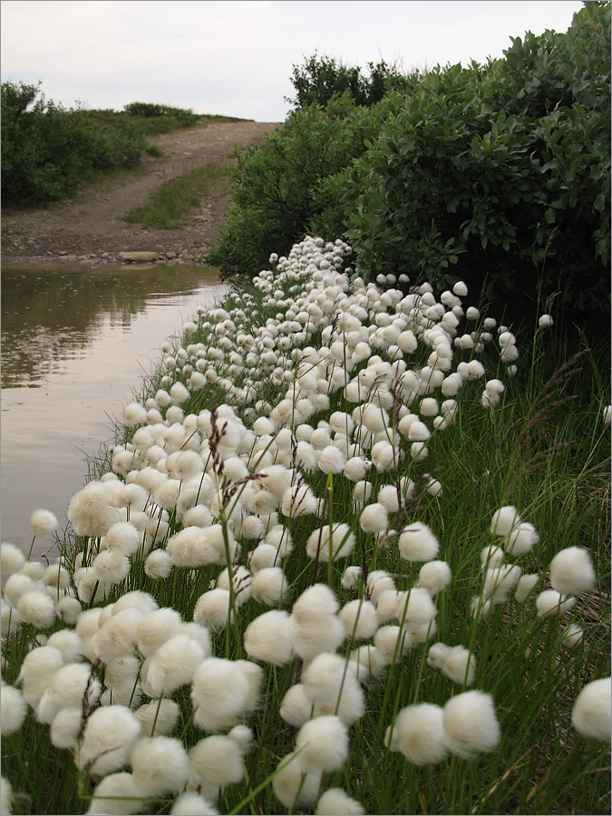 Изображение особи Eriophorum scheuchzeri.