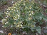 Crambe maritima