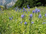 Veronica teucrium. Соцветия и соплодия. Крым, Ялтинская яйла. 23 июня 2012 г.