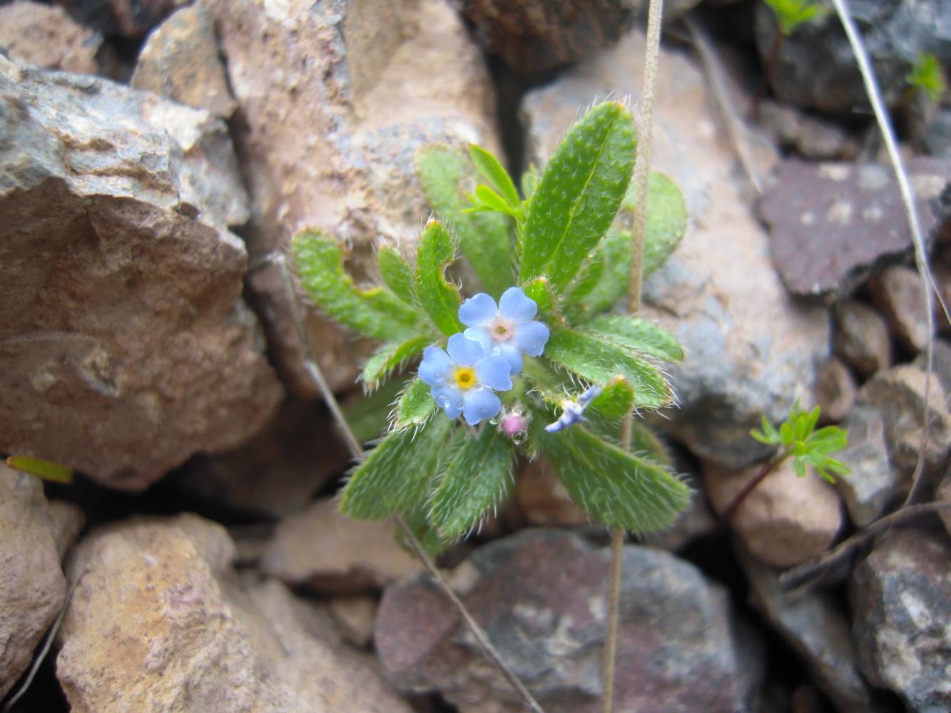 Изображение особи Trigonocaryum involucratum.