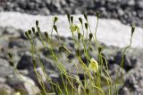 Papaver lapponicum. Побеги с незрелыми плодами. Мурманская обл., Кольский п-ов, Хибины, долина между массивом Кукисвумчорр и пиком Марченко, к востоку от хр. Пачвумчорр. 03.08.2012.