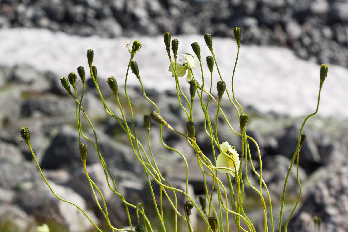 Изображение особи Papaver lapponicum.