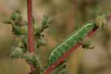 Bassia hyssopifolia