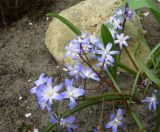 Chionodoxa forbesii