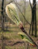 Sorbus aucuparia. Распускающиеся листья. Подмосковье, окр. г. Одинцово, смешанный лес. Май 2013 г.