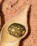 Lupinus angustifolius. Семя на створке боба. Израиль, Шарон, г. Герцлия, парк (местный вид, используемый в озеленении). 09.04.2013.