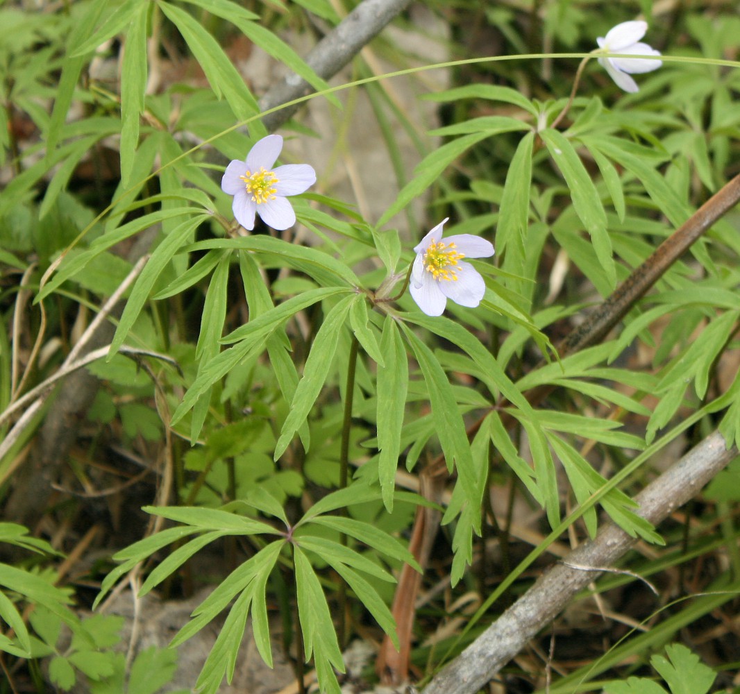 Изображение особи Anemone caerulea.