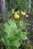 Cypripedium calceolus