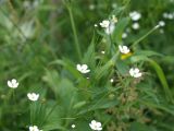 Ranunculus platanifolius