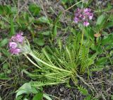 Pedicularis albolabiata. Цветущее растение. Камчатский край, Ключевская группа вулканов, окр. перевала Толбачинский. 21.07.2013.