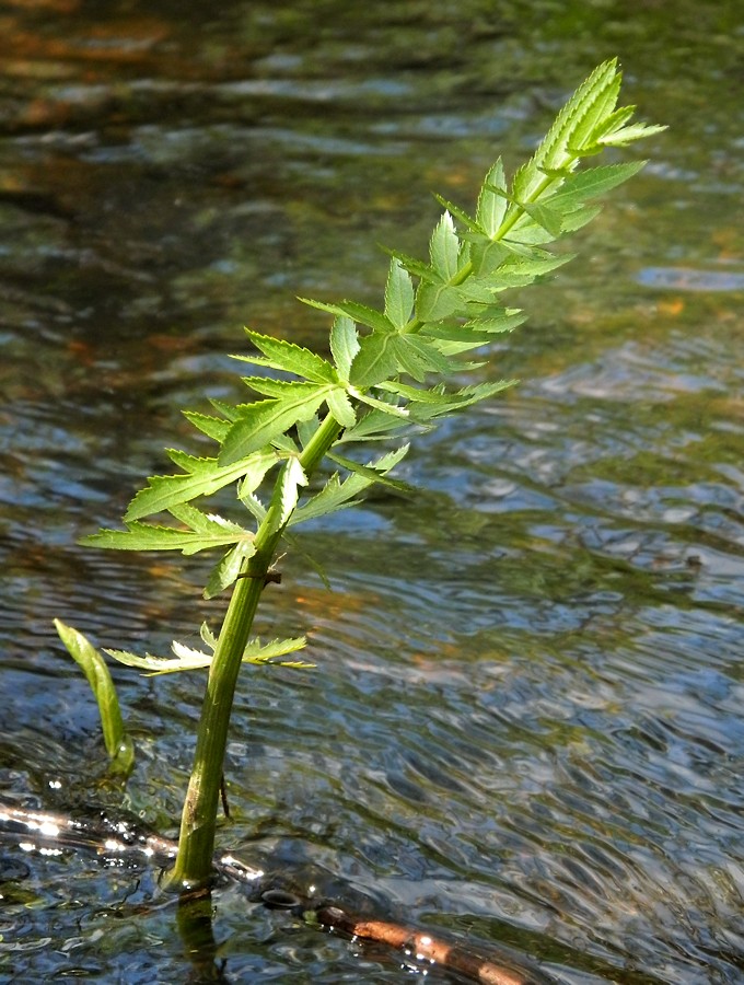 Изображение особи Sium latifolium.
