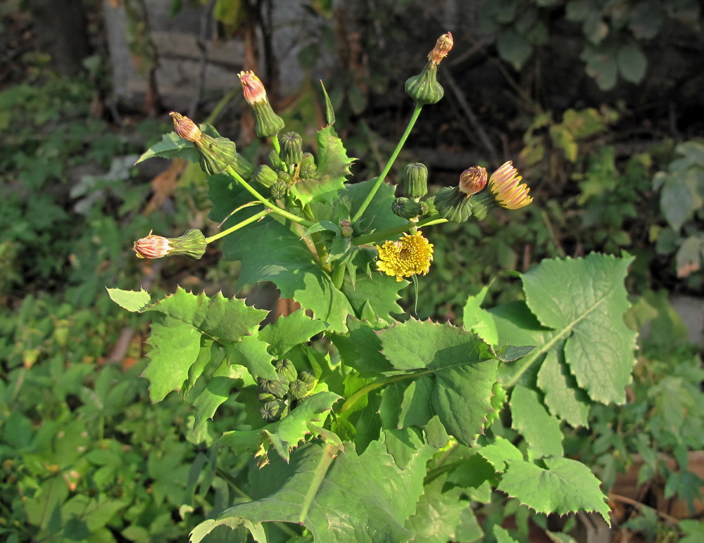 Изображение особи Sonchus oleraceus.