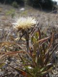 Inula ensifolia