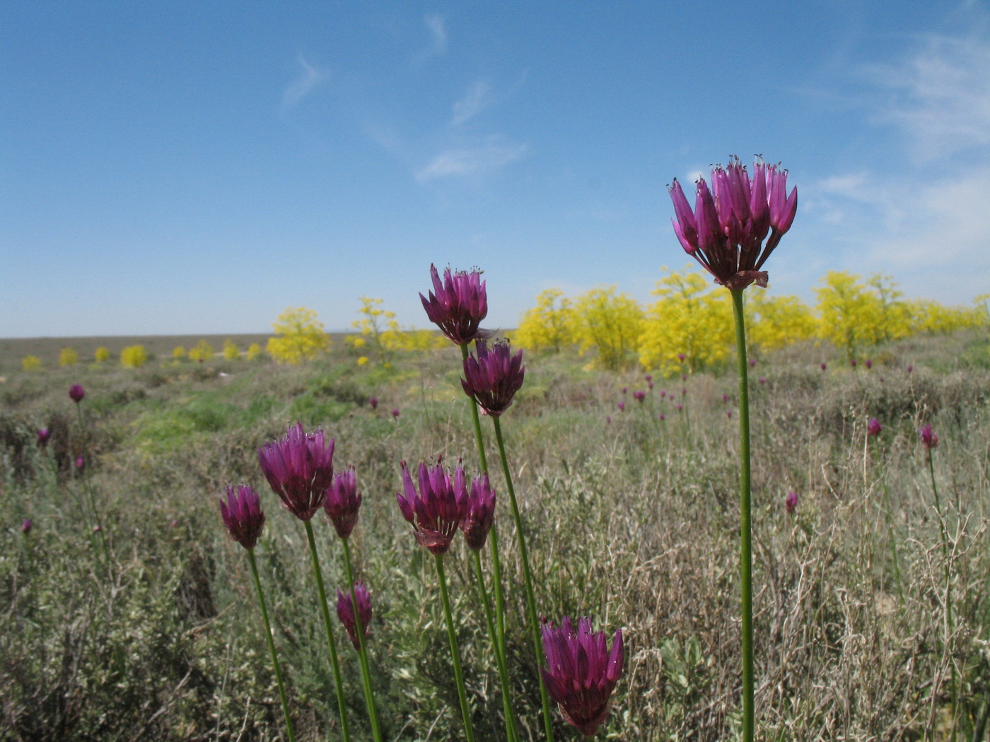 Изображение особи Allium inderiense.