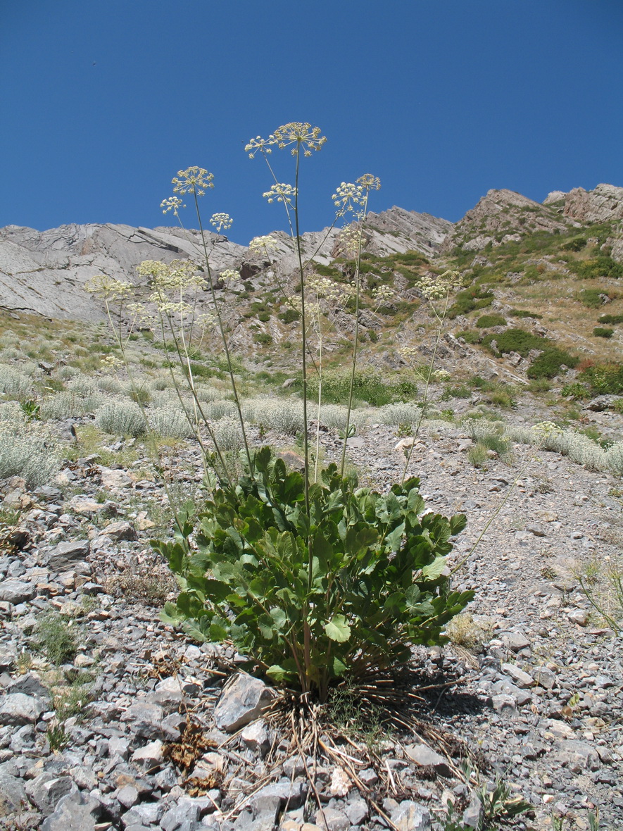Изображение особи Mediasia macrophylla.